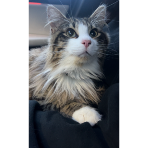 Image of Willie, Lost Cat