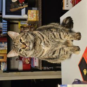 Lost 2 Chai (South Carolina)