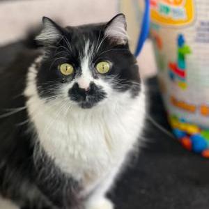 Image of Karma Moon, Lost Cat