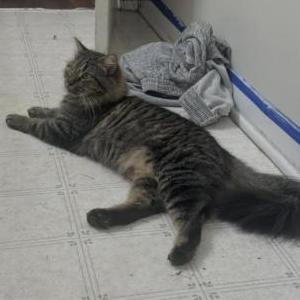 2nd Image of Nimbus, Lost Cat