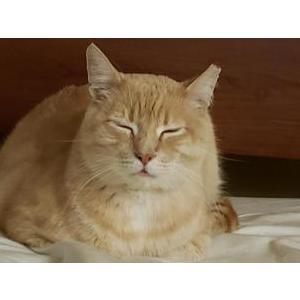 Image of Lucky, Lost Cat