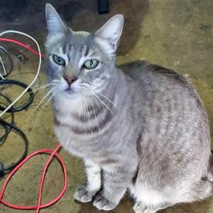Image of Spaz, Lost Cat