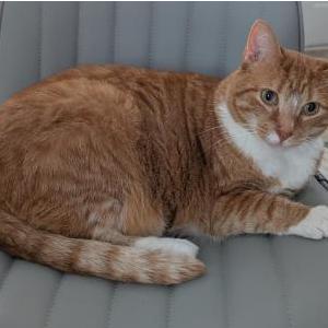 Image of Nemo, Lost Cat