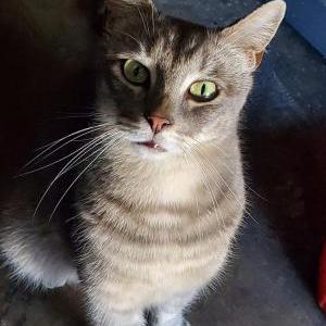 Image of Phat Boy, Lost Cat