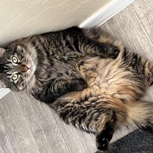 Image of Kash, Lost Cat