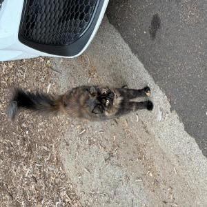 Image of Unknown, Found Cat