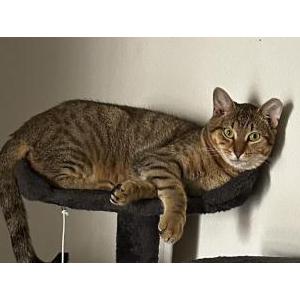 Image of Roxie, Lost Cat