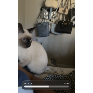 Lost Cat Socks