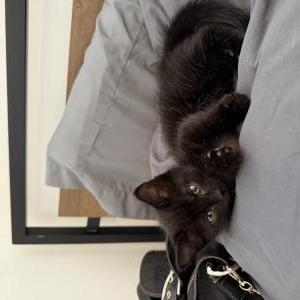 Image of Shadow, Lost Cat