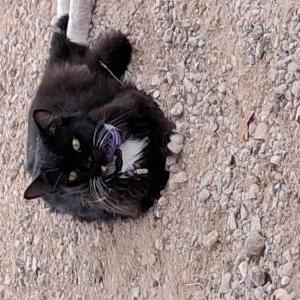 Image of Fat cat, Lost Cat