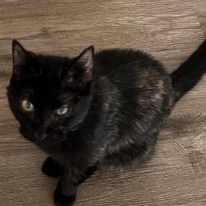 Lost 2 Gypsy (South Carolina)