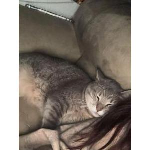 Lost Cat Pancake