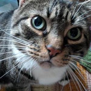 Image of Baby, Lost Cat