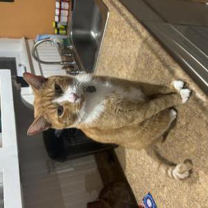 Image of Wheaty, Lost Cat