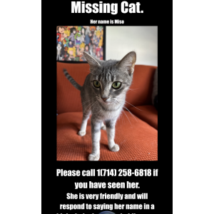 Image of Miso, Lost Cat