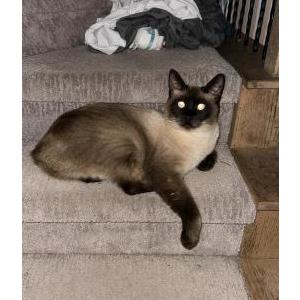 Image of Marty, Lost Cat
