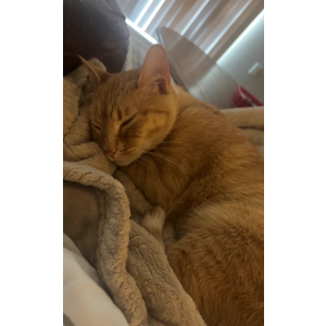 Lost 2 Clementine (Oklahoma)