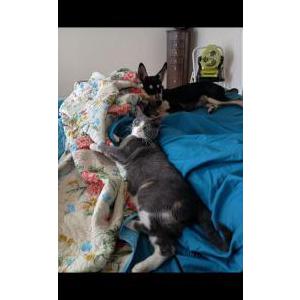 Image of Heidi Jane, Lost Cat