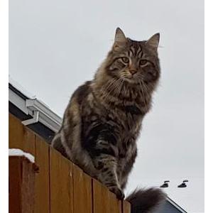 Image of Roku, Lost Cat