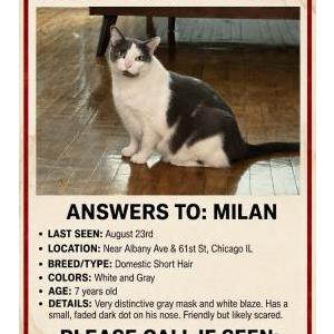 Lost Cat Milán