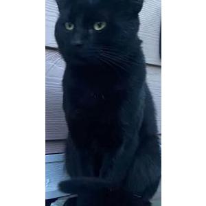 Image of Panther, Lost Cat