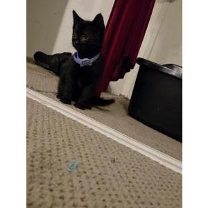 Image of Asuna, Lost Cat