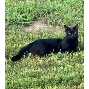 Image of Batman, Lost Cat
