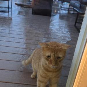 Image of Unknown, Found Cat