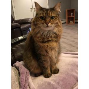 Image of Lily, Lost Cat