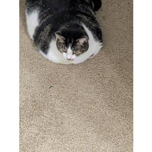 Image of Khaleesi, Lost Cat