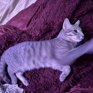 Image of Carnage, Lost Cat