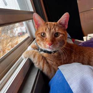 Lost Cat Wallie