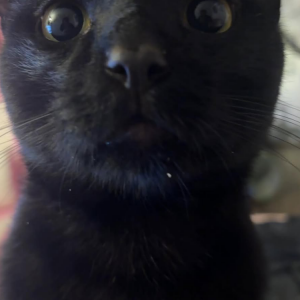 Lost Cat SNAPPO