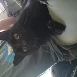 Image of Zagreus, Lost Cat