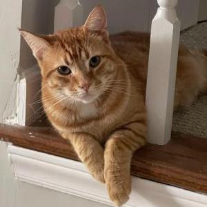 Image of Floyd, Lost Cat