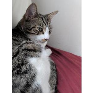 Image of Paprika, Lost Cat