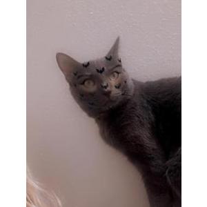 Lost Cat Prince cosmo