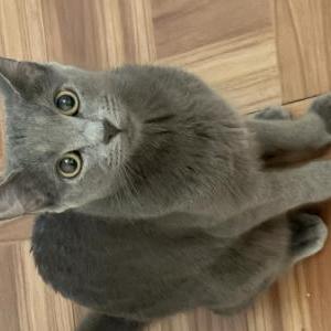 Image of Lulu, Lost Cat
