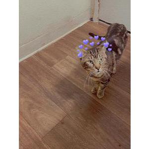 Lost Cat Bandit