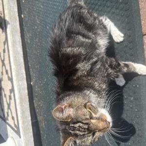 Image of Unknown, Found Cat