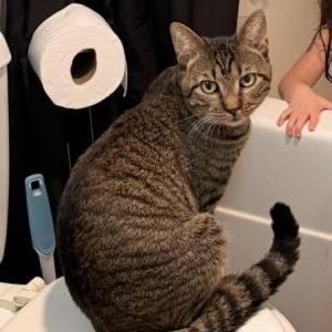Image of Notch, Lost Cat