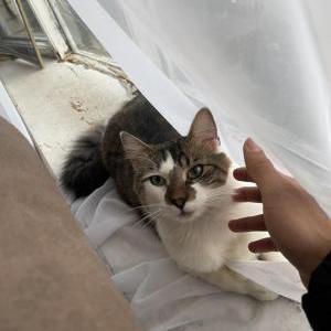 Image of Munchkin, Lost Cat