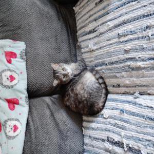 Image of Bianca, Lost Cat