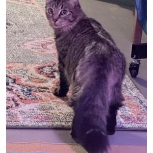 Image of Unknown, Found Cat