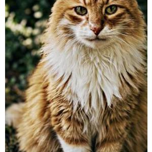 Image of Cayson, Lost Cat