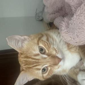Lost Cat Toad