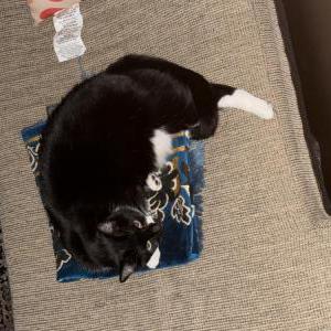 Image of Tipper, Lost Cat