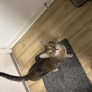 Lost 2 Chloe (California)