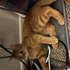 Lost Cat Nugget