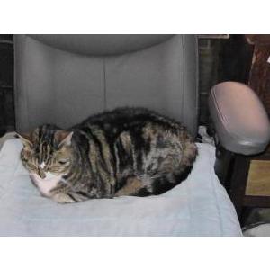 Image of Rose, Lost Cat